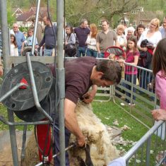 Wilson Atkinson supervises sheep shearing at Country Fair