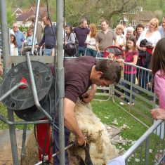 George Atkinson supervises sheep shearing