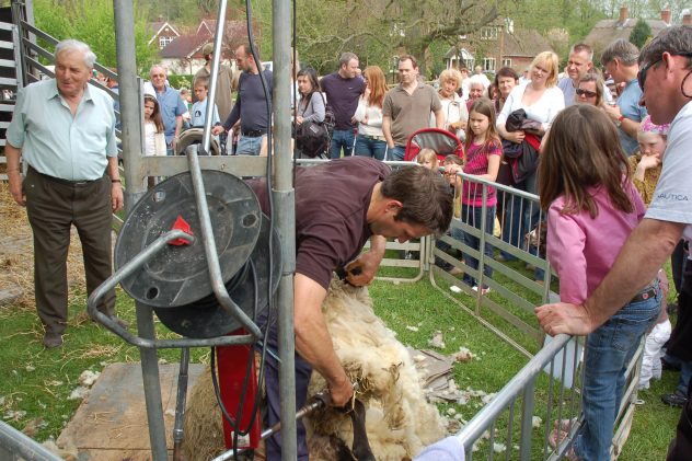 George Atkinson supervises sheep shearing