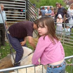 Sheep shearing