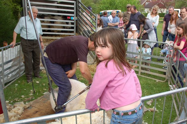 Sheep shearing