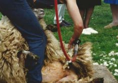Country Fair 1993 - 2000